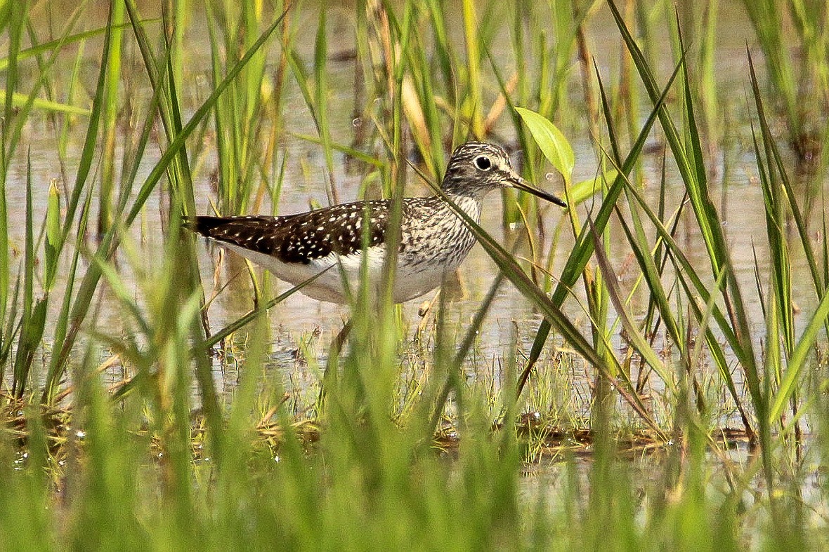 Solitary Sandpiper - Corey Wagner