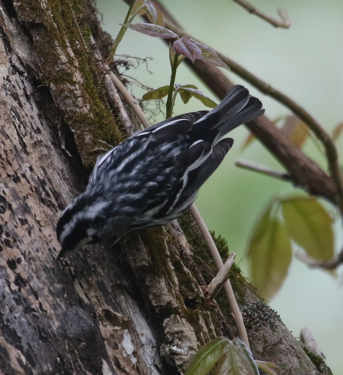 Black-and-white Warbler - ML618440308