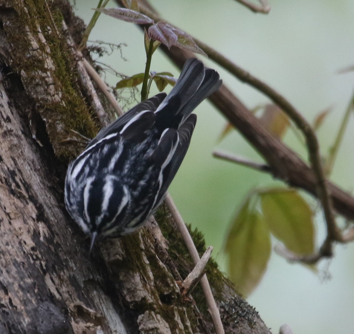 Black-and-white Warbler - ML618440309
