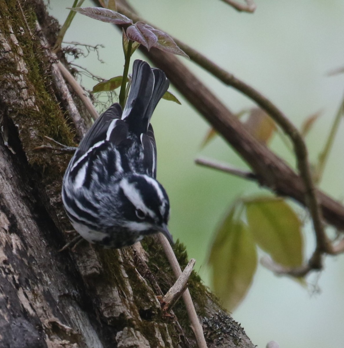 Black-and-white Warbler - ML618440310