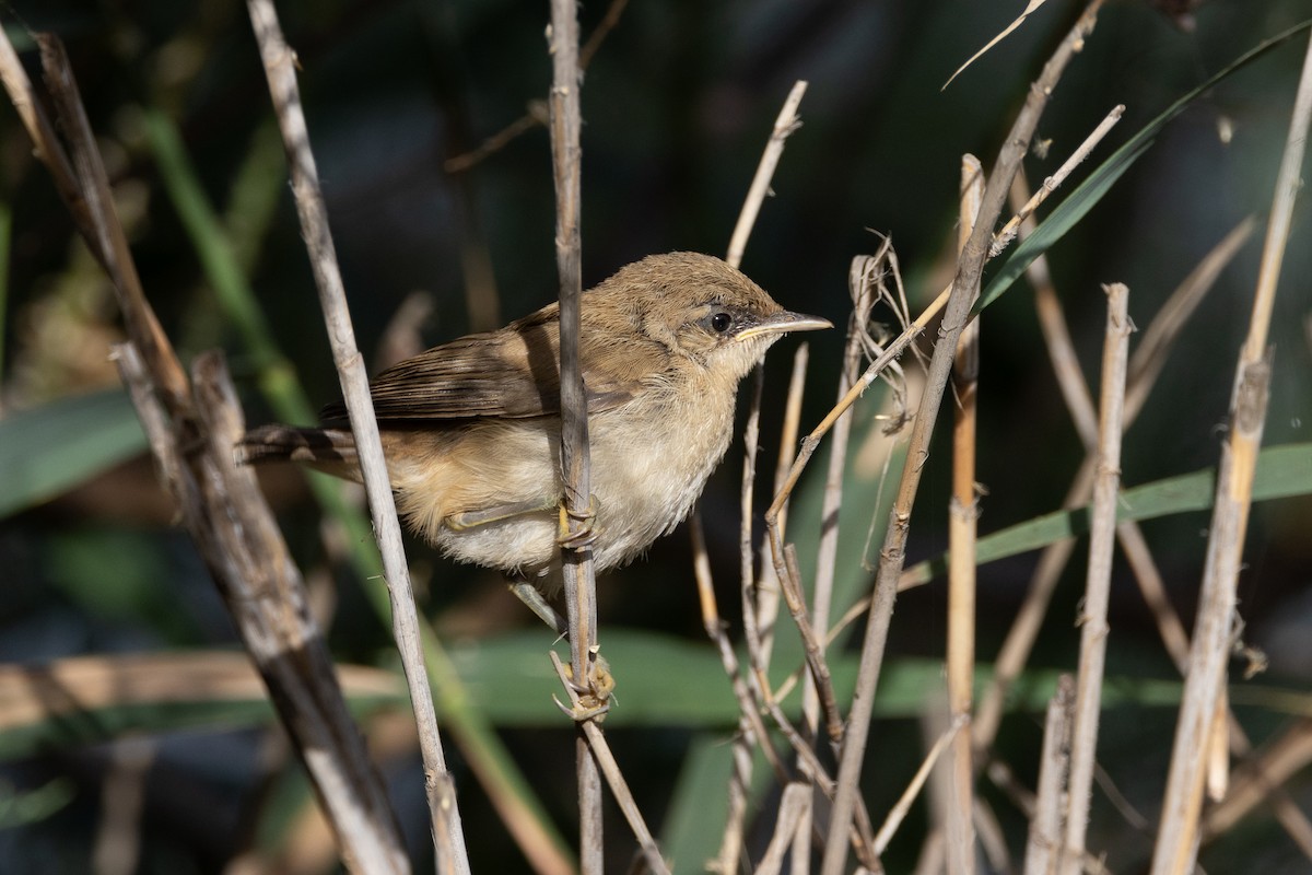 Common Reed Warbler - ML618440316