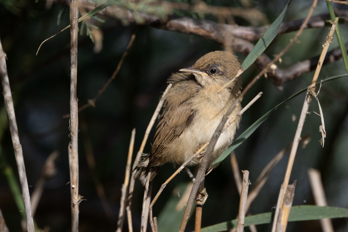Common Reed Warbler - ML618440317