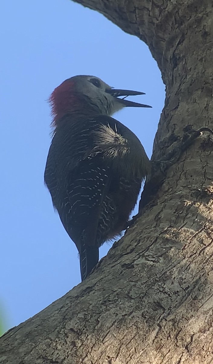 Jamaican Woodpecker - ML618440323