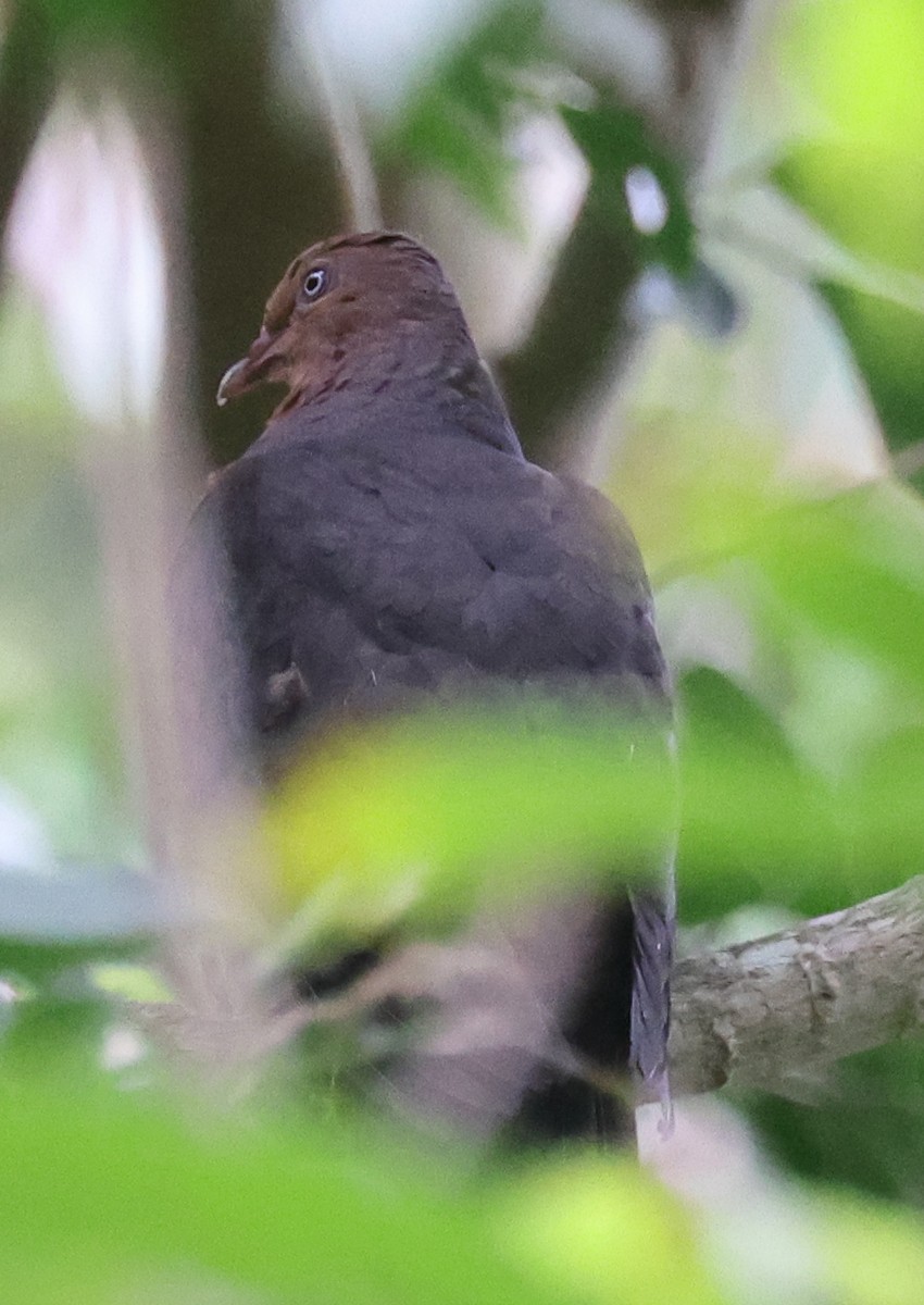 Philippine Cuckoo-Dove - ML618440328