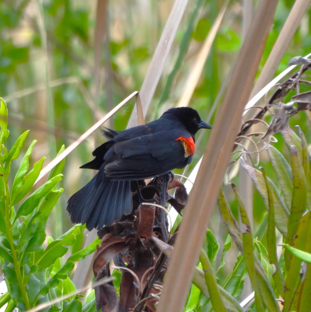 Red-winged Blackbird - ML618440337