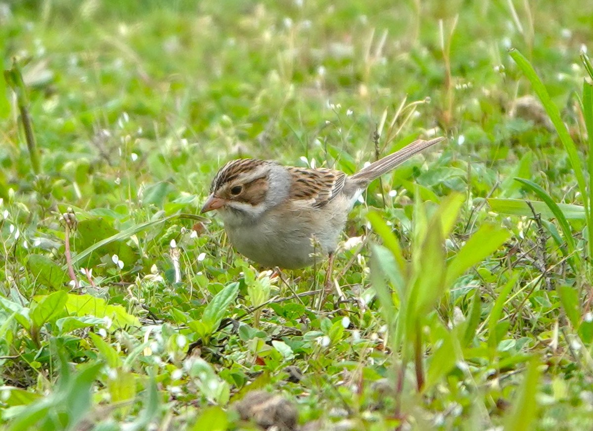 Clay-colored Sparrow - ML618440338