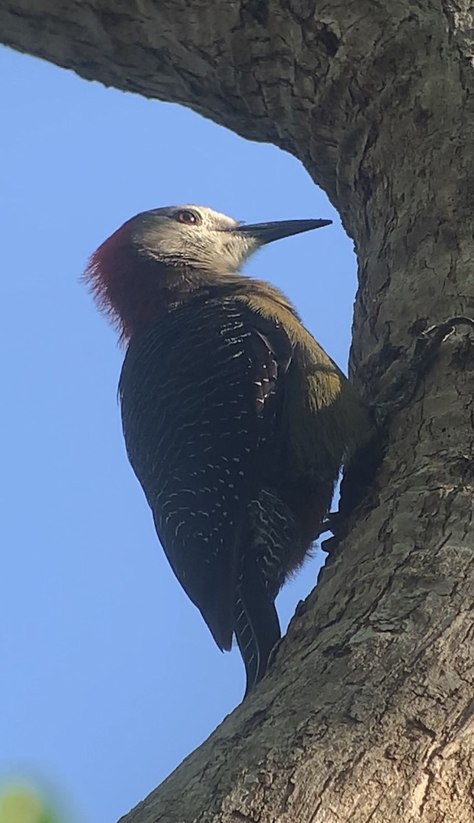 Jamaican Woodpecker - ML618440407