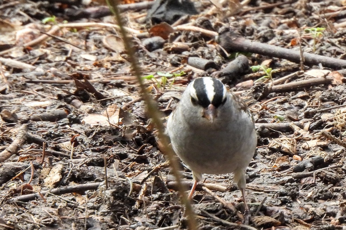 White-crowned Sparrow - ML618440414