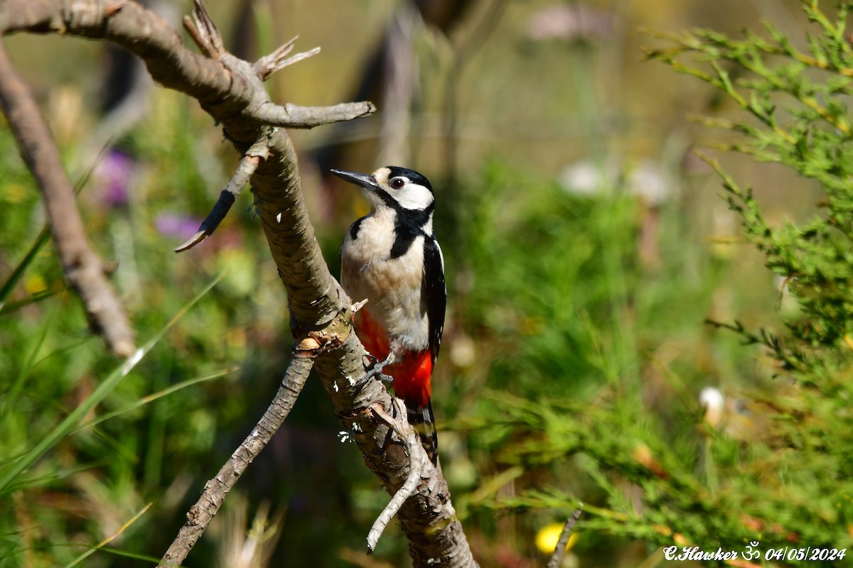Great Spotted Woodpecker - ML618440427