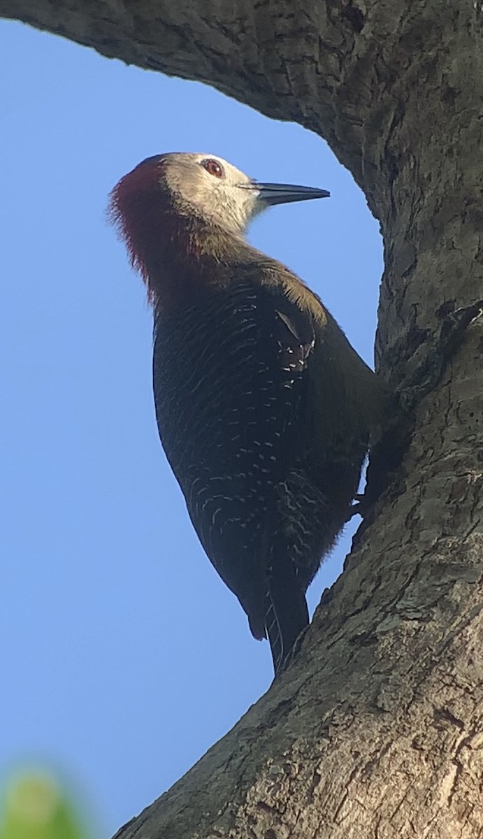 Jamaican Woodpecker - ML618440432