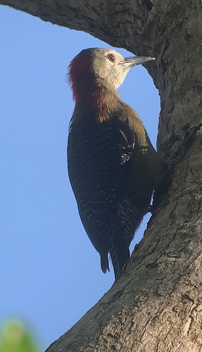 Jamaican Woodpecker - ML618440460