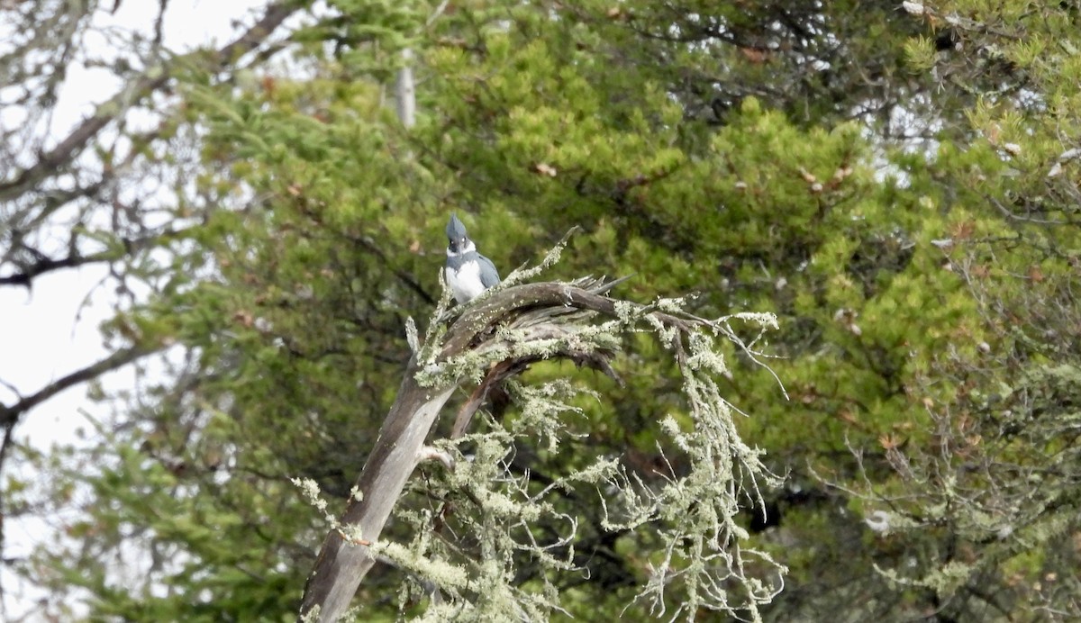 Belted Kingfisher - ML618440472