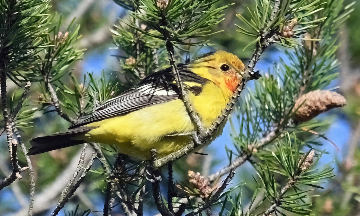 Western Tanager - ML618440476