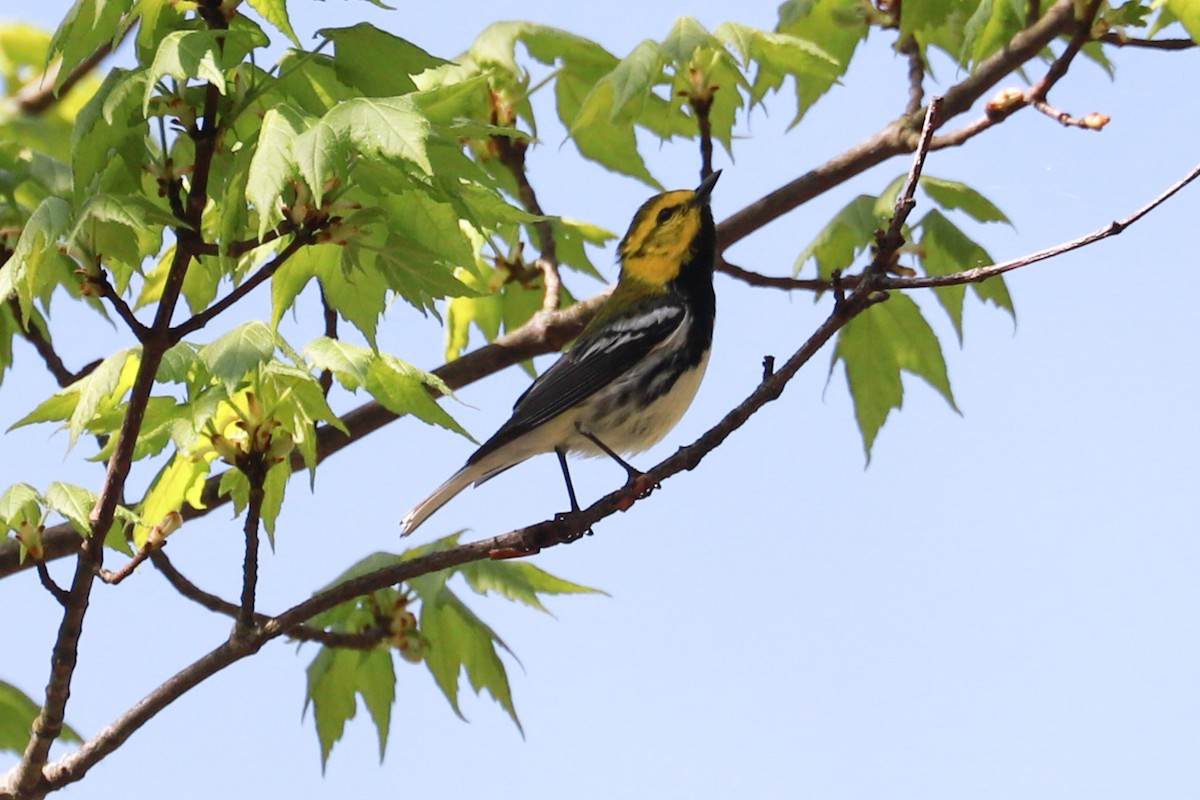 Black-throated Green Warbler - ML618440483