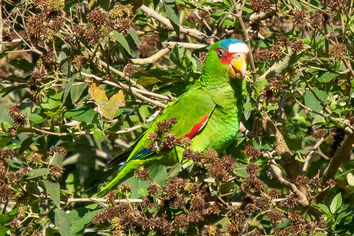 White-fronted Parrot - ML618440497