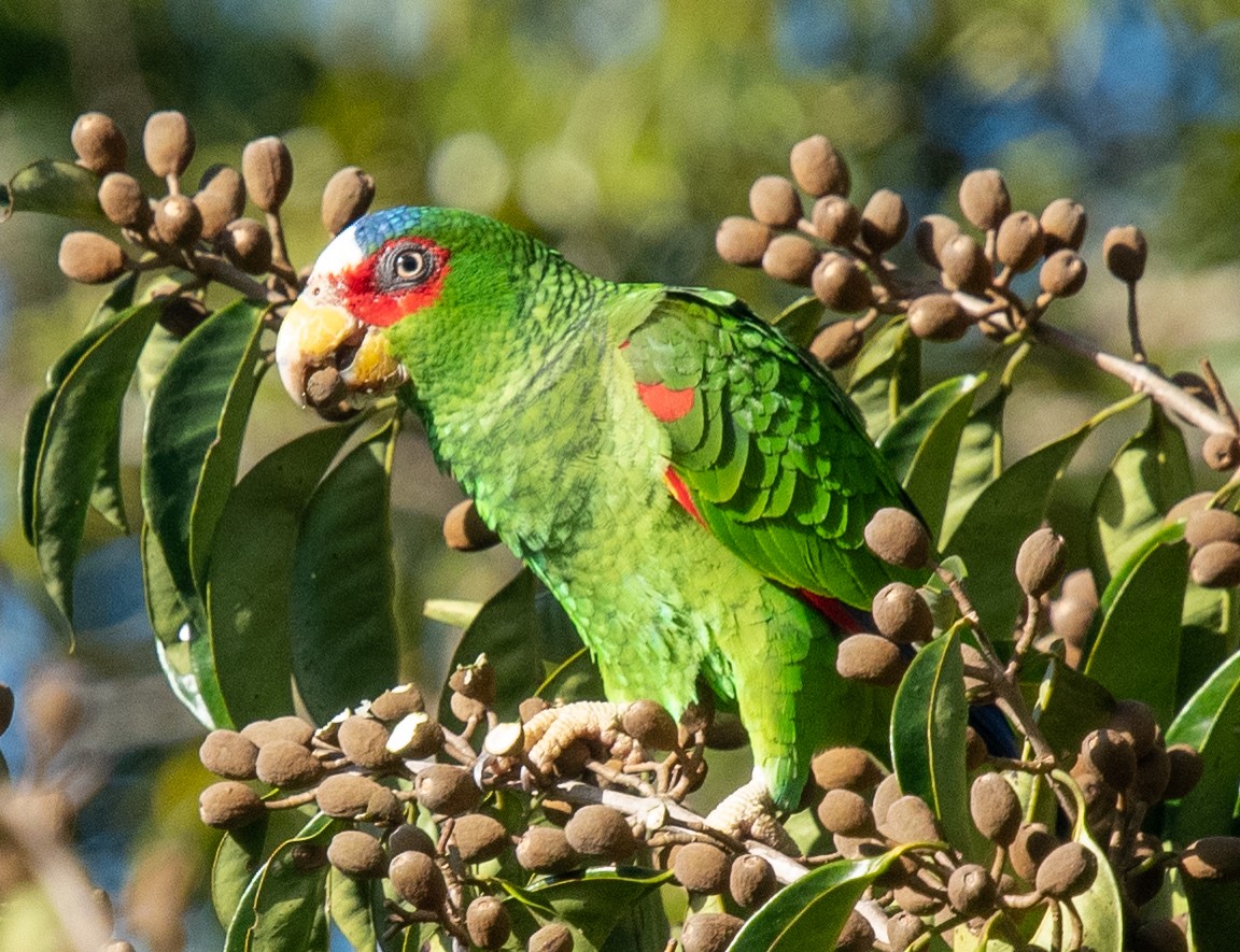 White-fronted Parrot - ML618440498