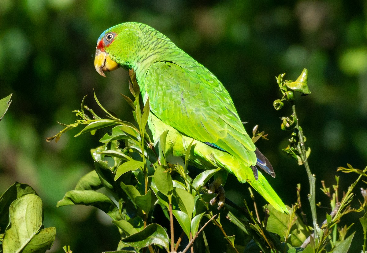 White-fronted Parrot - ML618440499