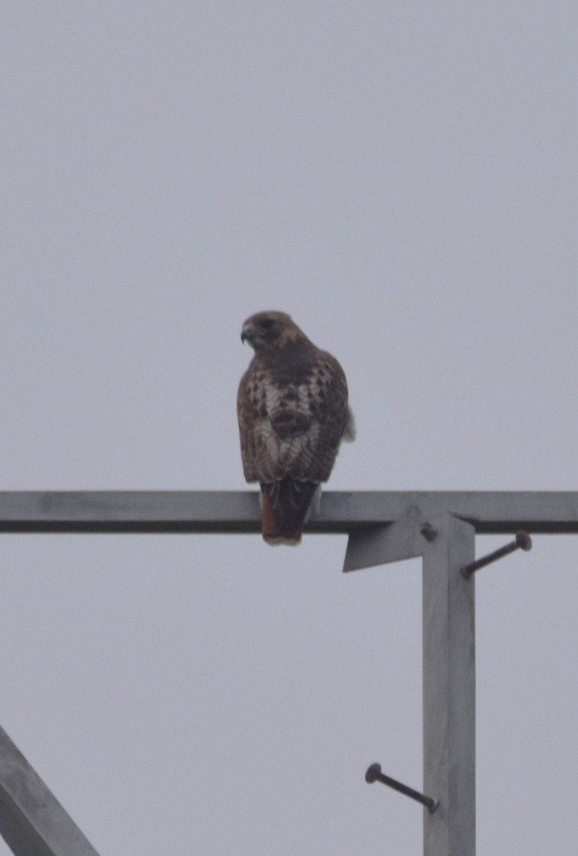 Red-tailed Hawk - ML618440511
