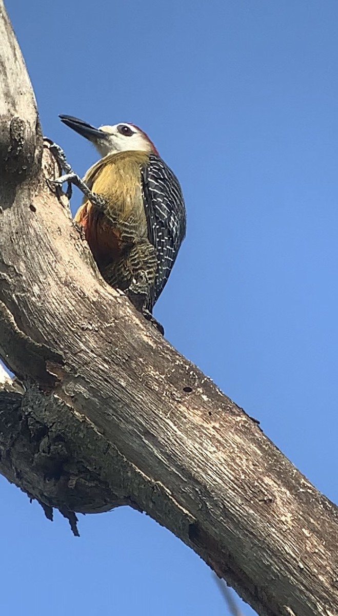 Jamaican Woodpecker - ML618440517