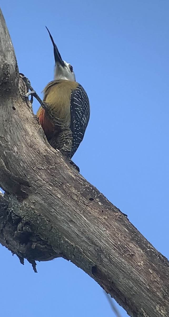 Jamaican Woodpecker - ML618440534