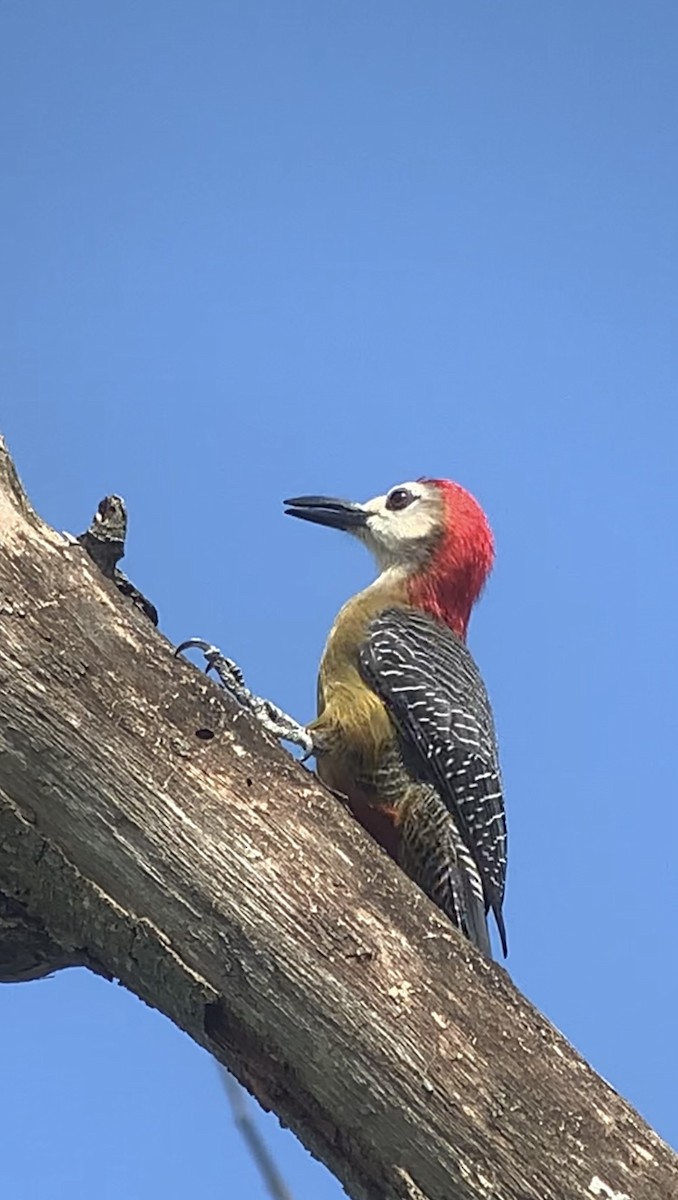 Jamaican Woodpecker - ML618440546