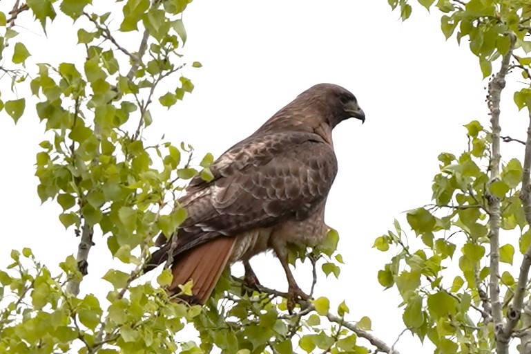 Red-tailed Hawk - ML618440548