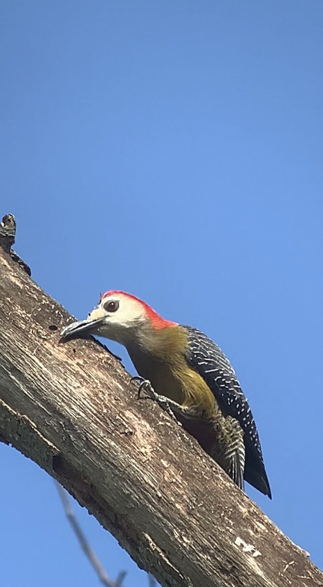 Jamaican Woodpecker - ML618440559