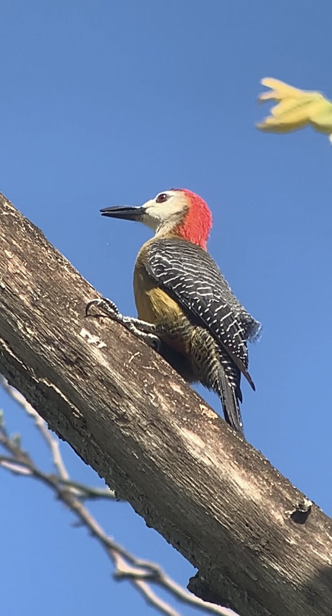 Jamaican Woodpecker - ML618440576