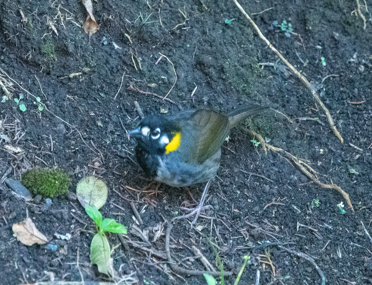 White-eared Ground-Sparrow - ML618440578