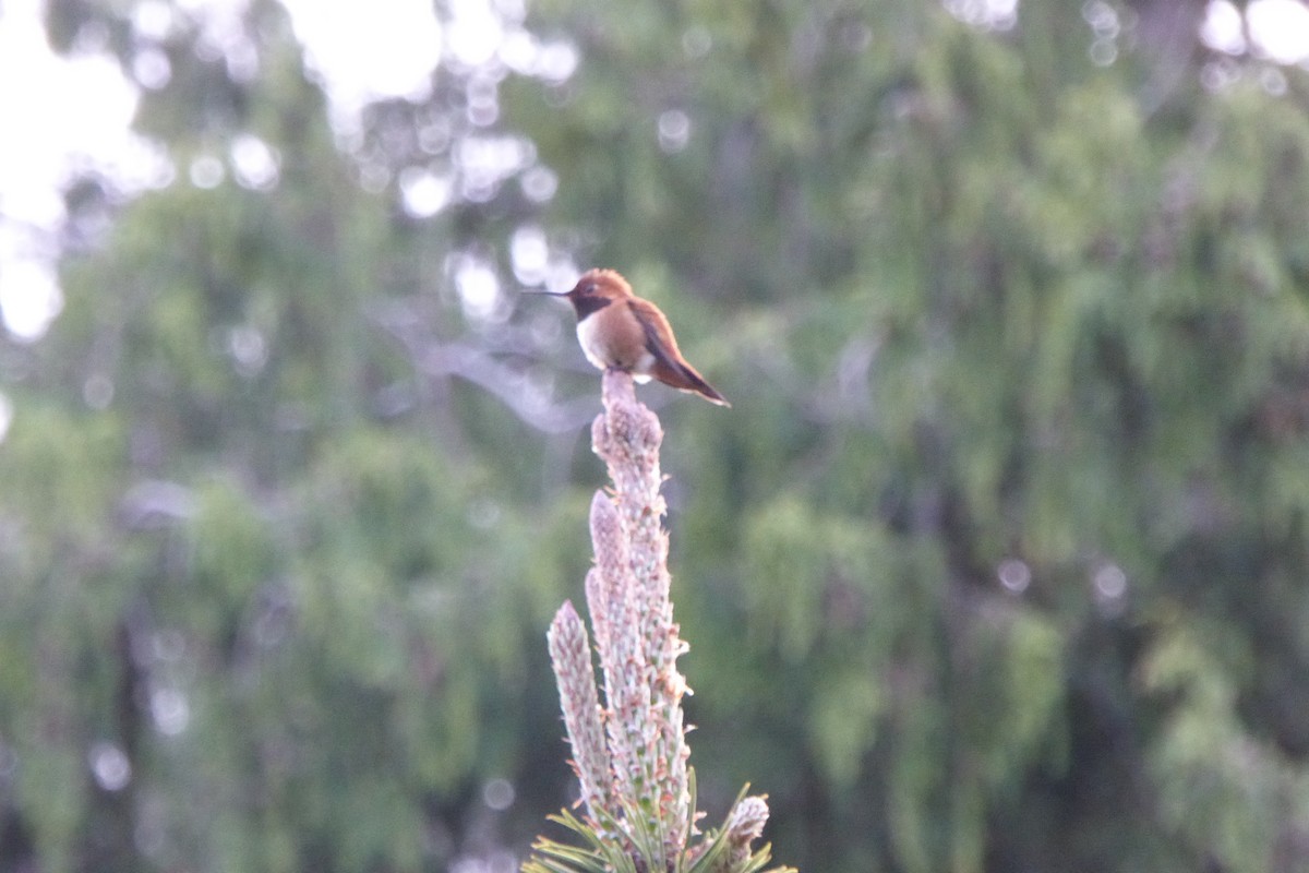 Rufous Hummingbird - ML618440581