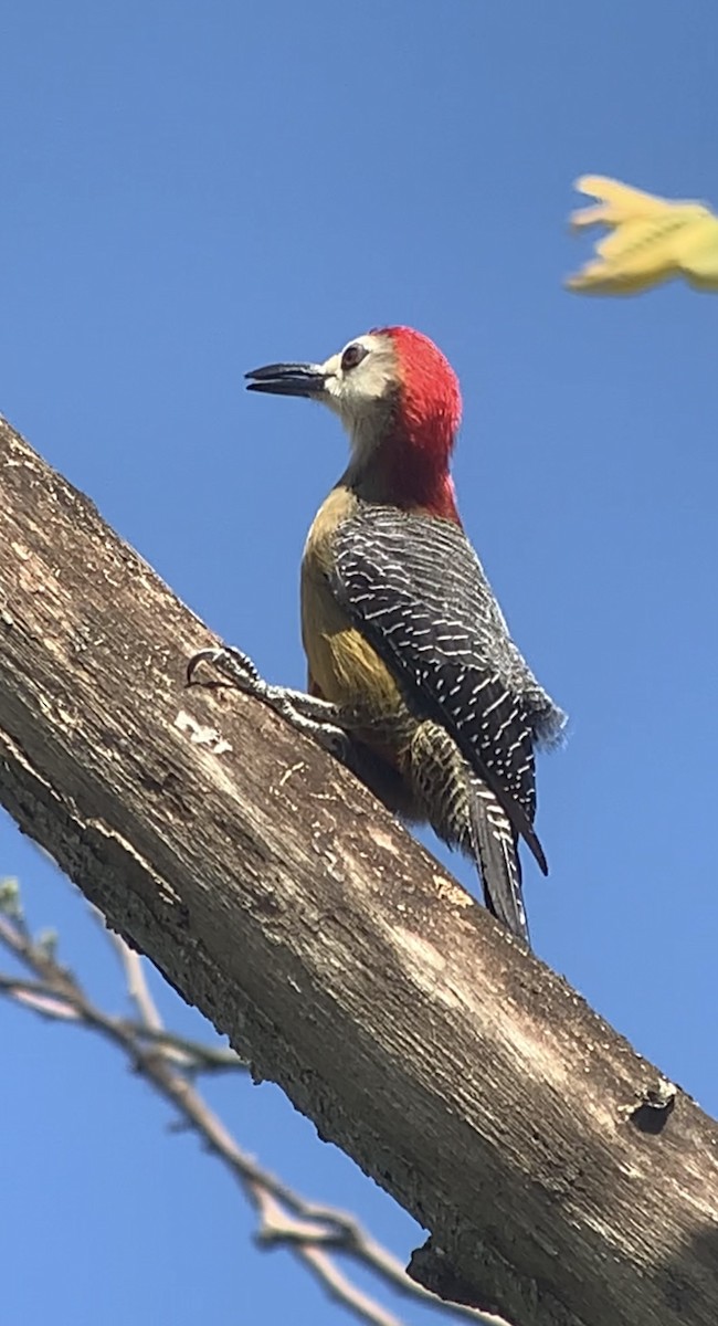 Jamaican Woodpecker - ML618440586