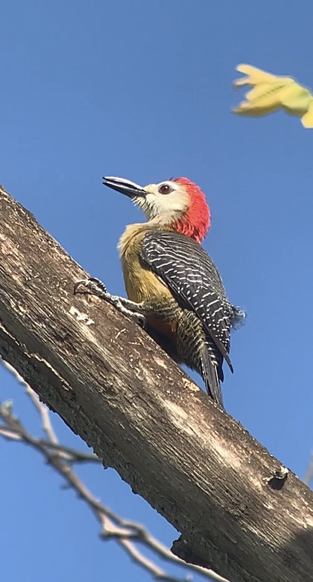 Jamaican Woodpecker - ML618440597