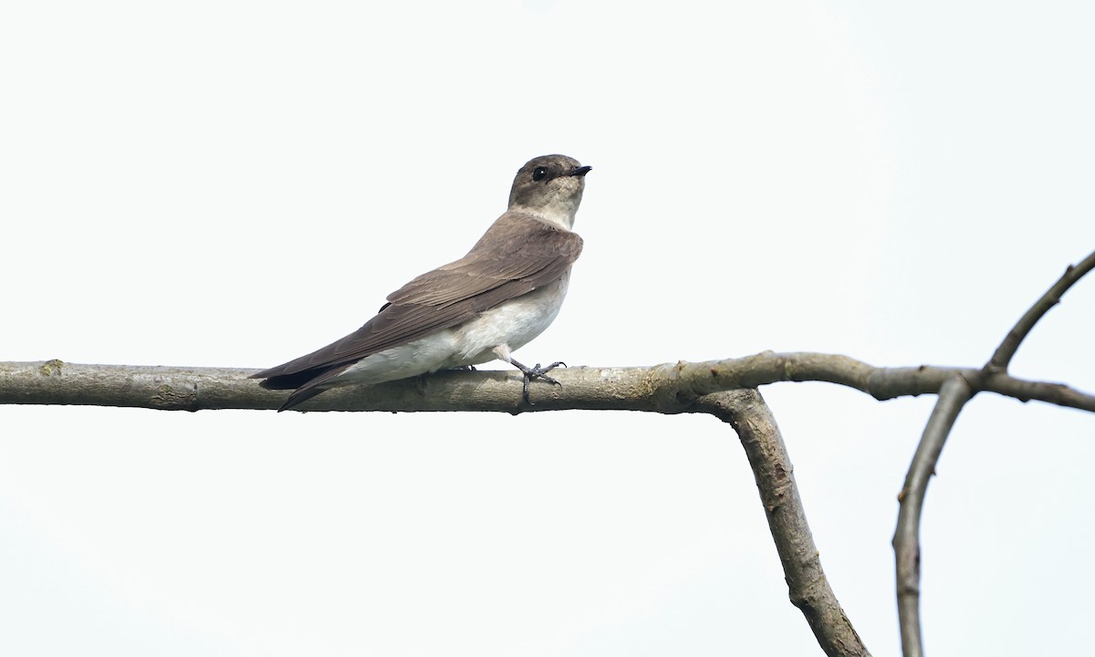 Northern Rough-winged Swallow - ML618440604