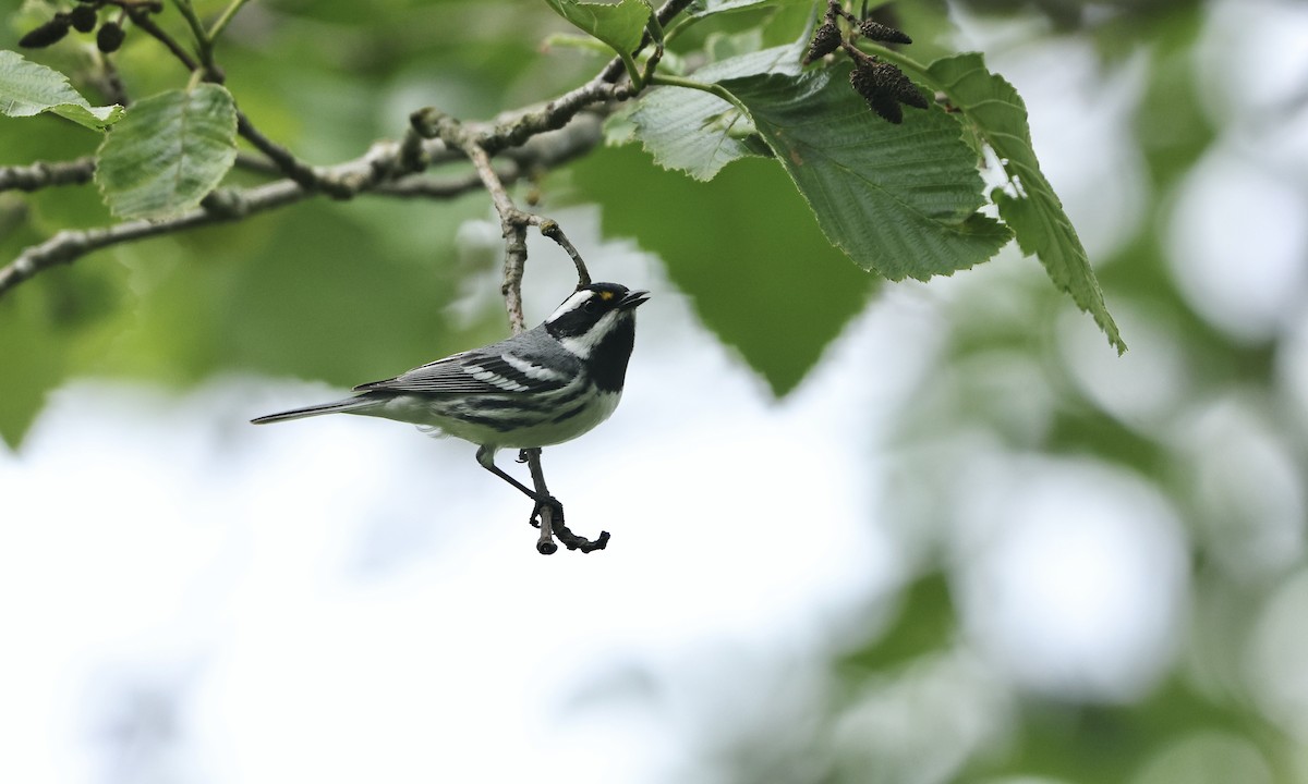 Black-throated Gray Warbler - ML618440611