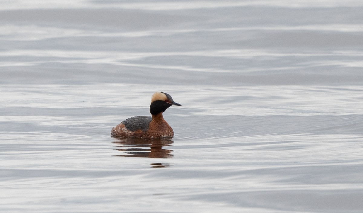 Horned Grebe - Annie Lavoie