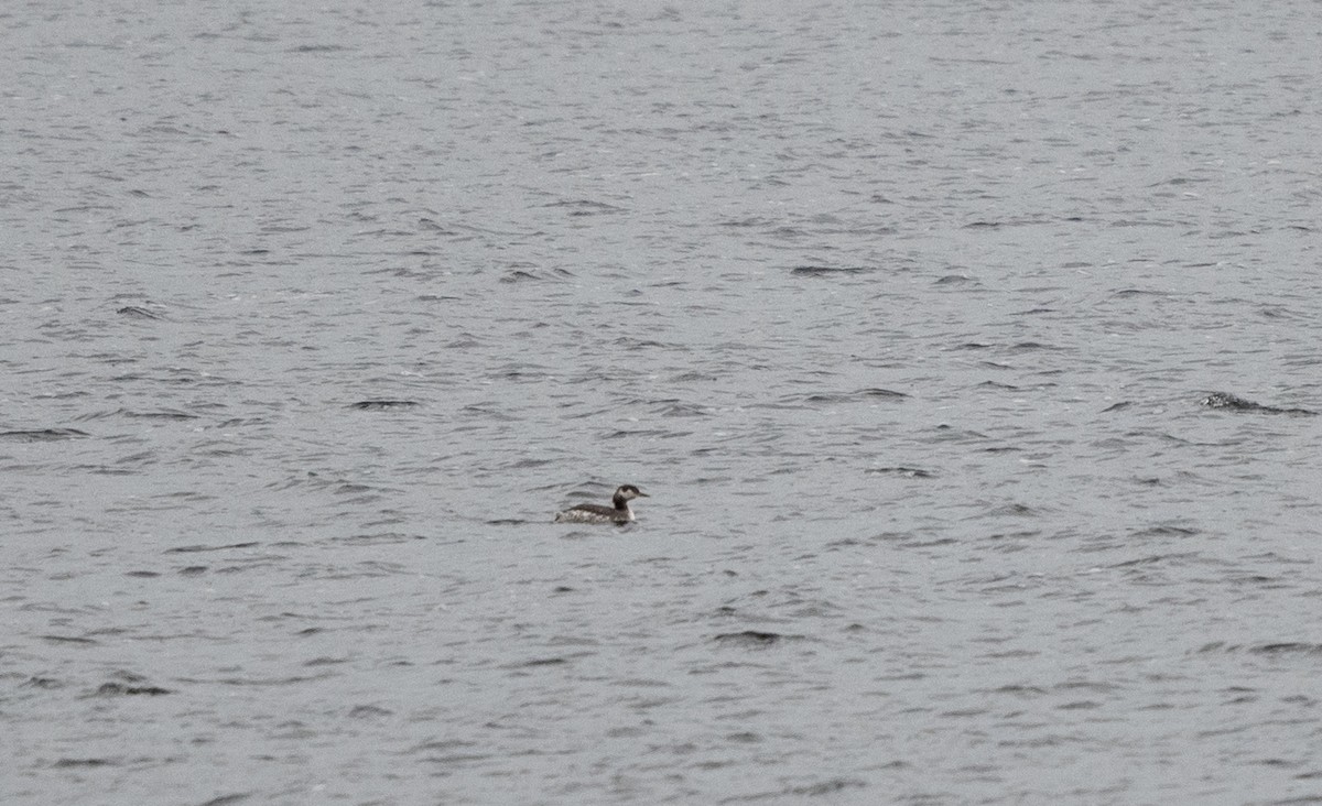 Red-necked Grebe - ML618440635
