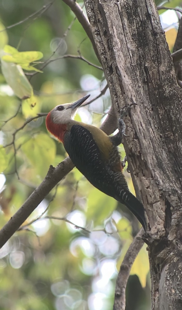 Jamaican Woodpecker - ML618440649