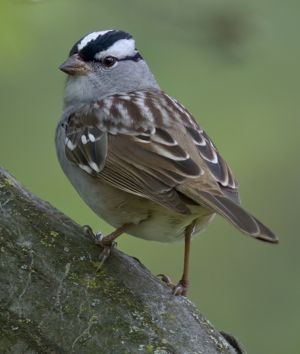 White-crowned Sparrow - ML618440665