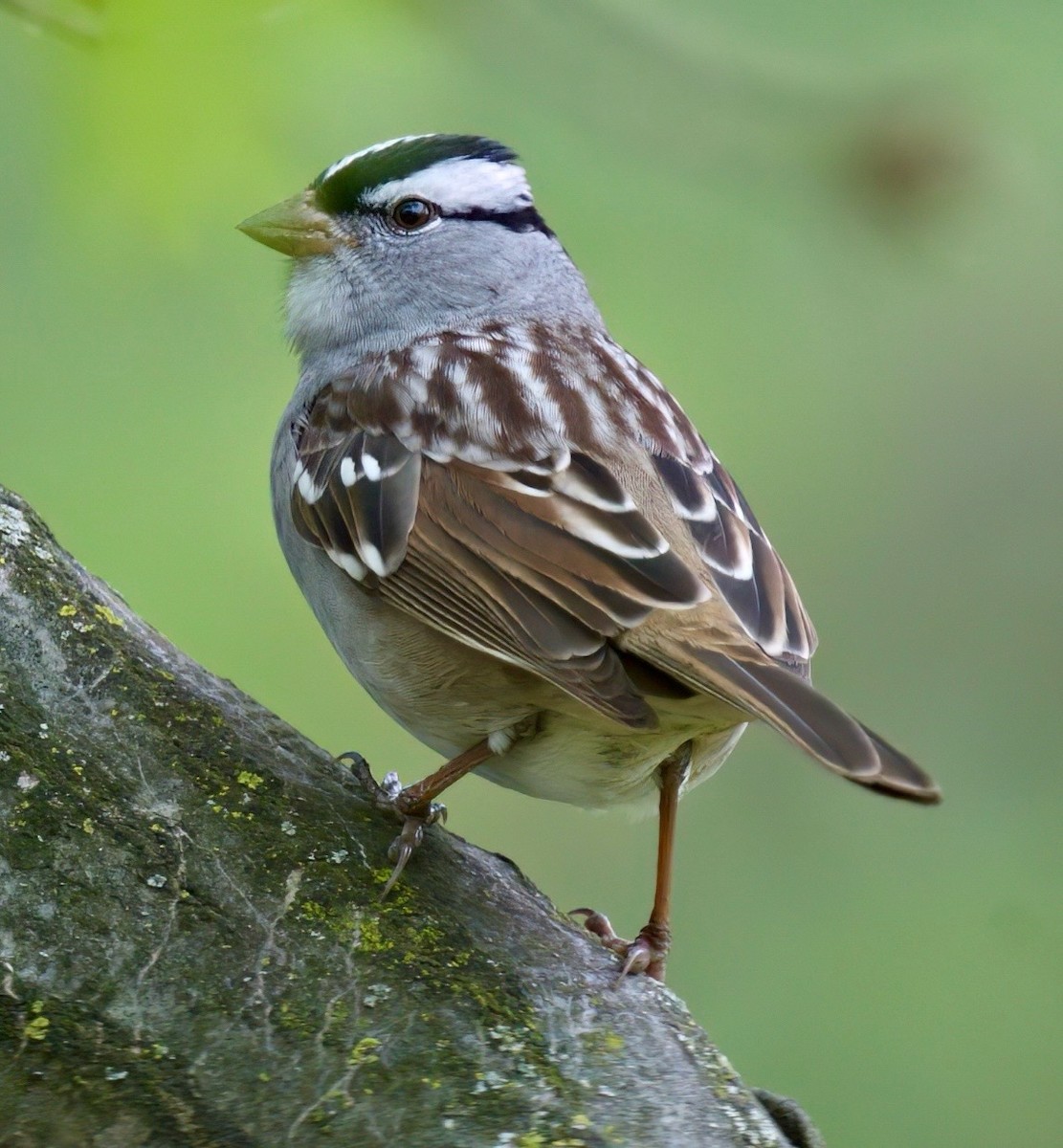 White-crowned Sparrow - ML618440666