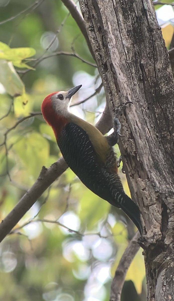 Jamaican Woodpecker - ML618440675