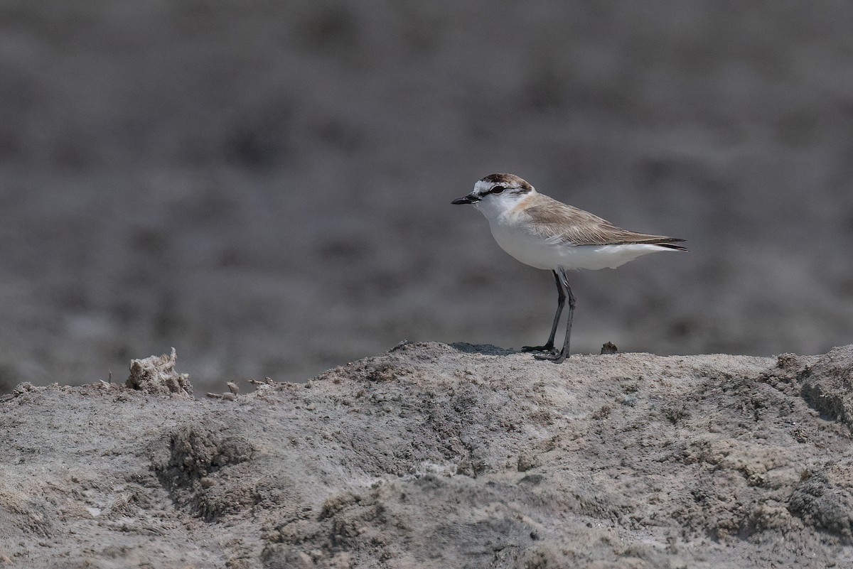 White-fronted Plover - ML618440679