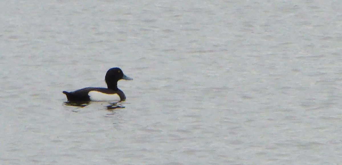 Tufted Duck - ML618440689