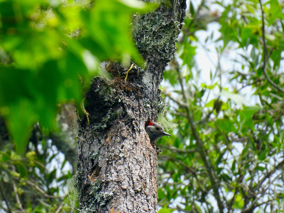 Golden-olive Woodpecker - ML618440691