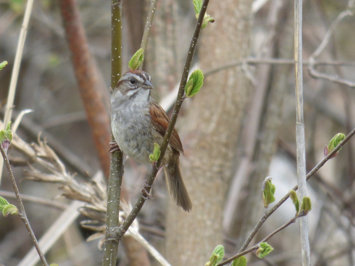 Swamp Sparrow - ML618440696