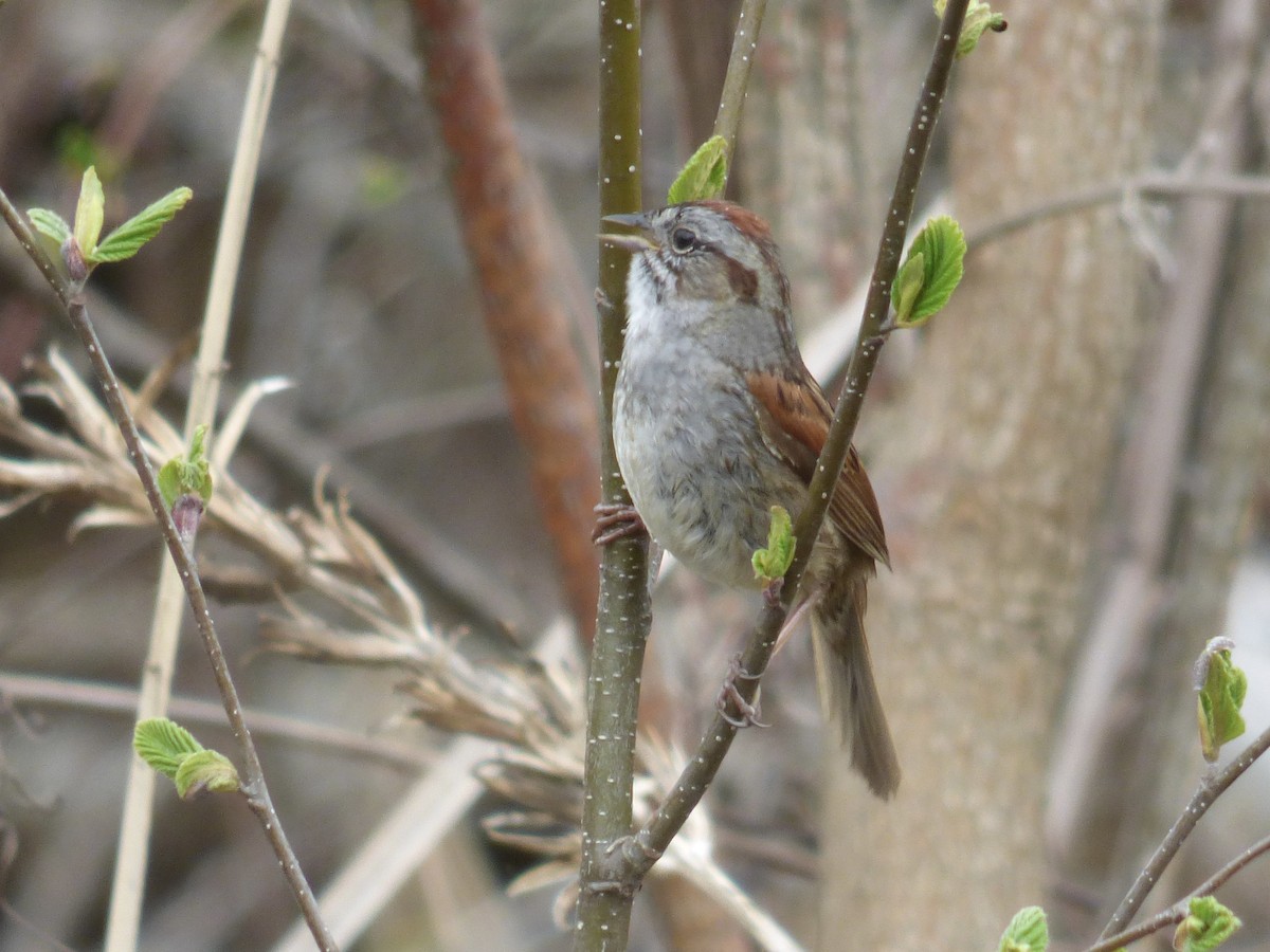 Swamp Sparrow - ML618440697