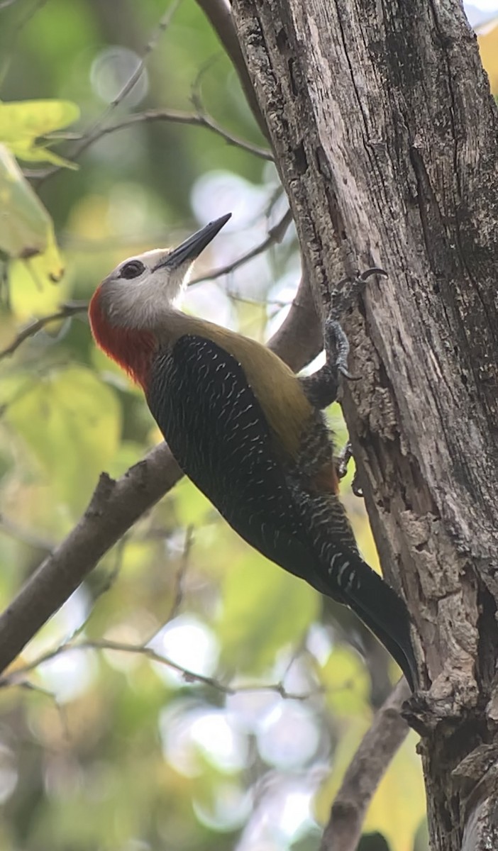 Jamaican Woodpecker - ML618440710