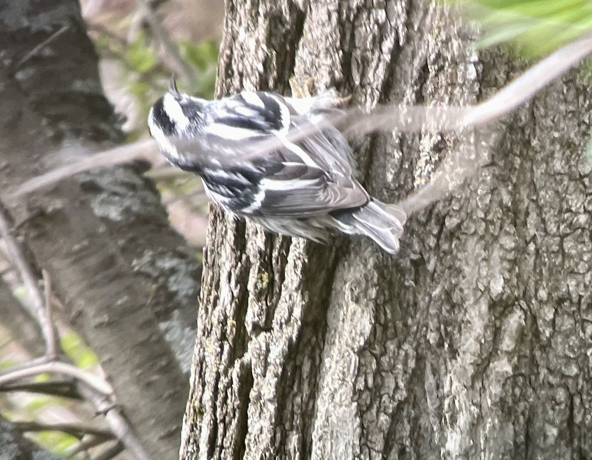 Black-and-white Warbler - ML618440720