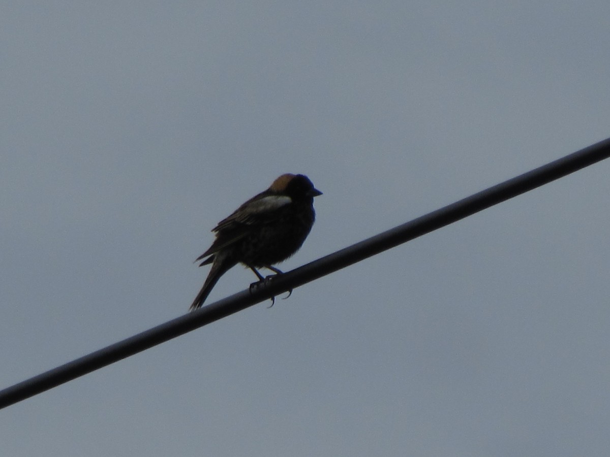 eBird Checklist 4 May 2024 210 Old Otis RD Danby Pond Danby, VT