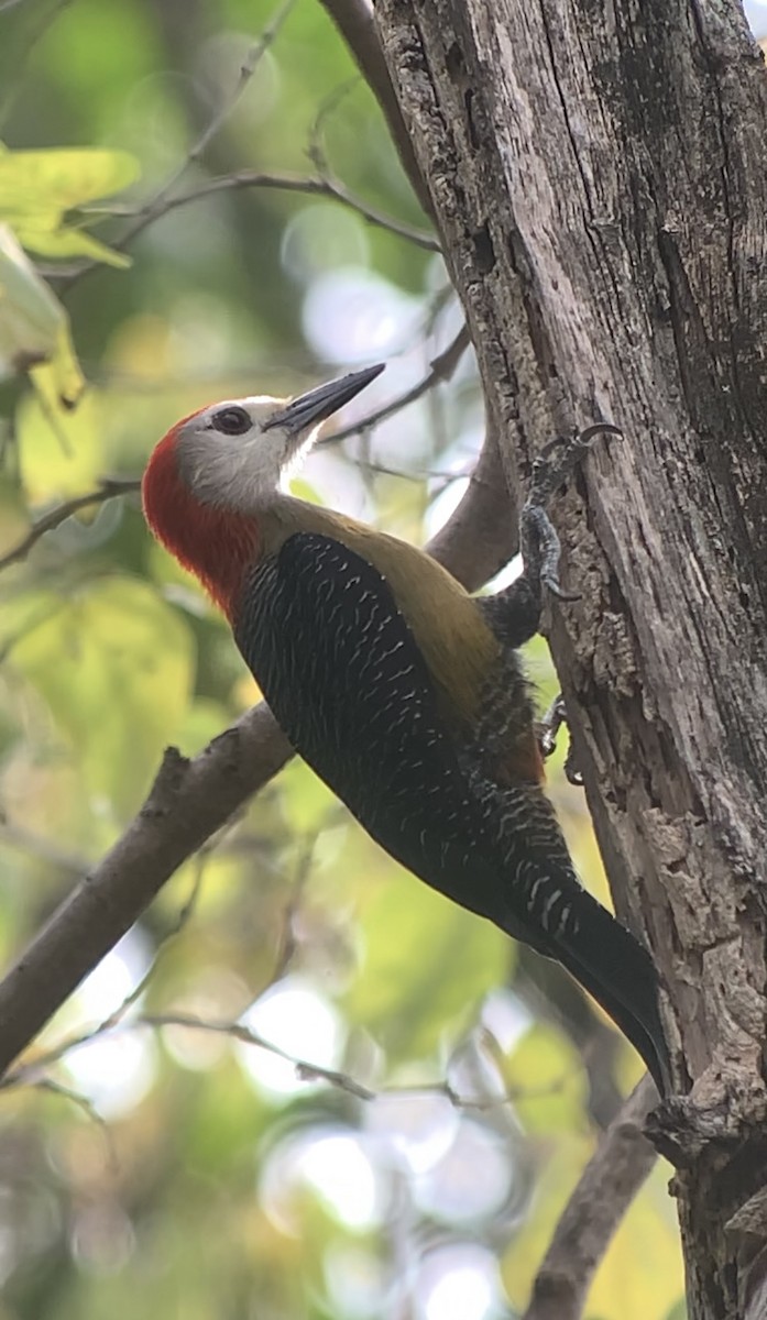 Jamaican Woodpecker - ML618440753