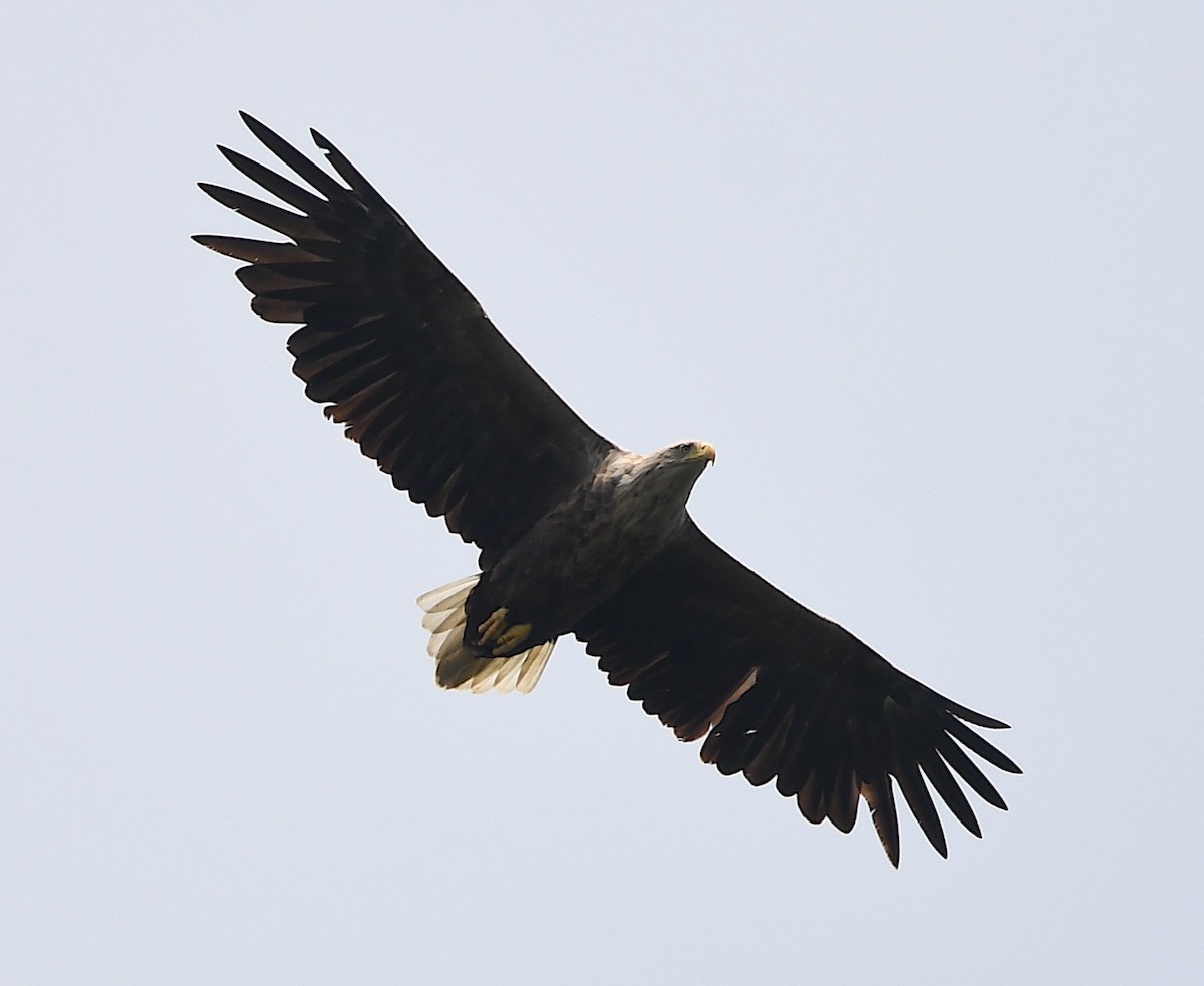 White-tailed Eagle - ML618440759